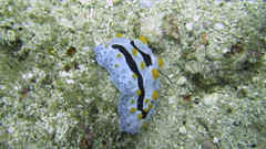 Phyllidia coelestis