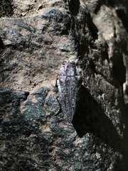 Ectinogonia buquetii