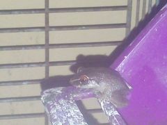 Eleutherodactylus antillensis