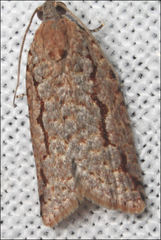 Meritastis