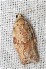 Clepsis therina