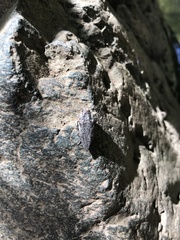 Ectinogonia buquetii