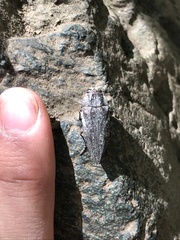 Ectinogonia buquetii