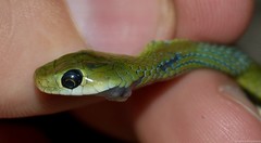 Philothamnus hoplogaster