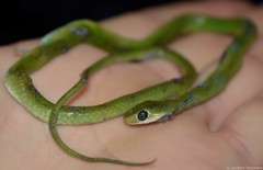 Philothamnus hoplogaster