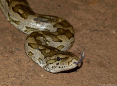 Python natalensis
