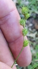Carex echinodes