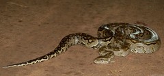 Python natalensis