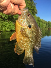 Lepomis gibbosus × cyanellus