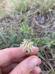 Trifolium eriocephalum