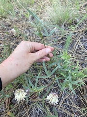 Trifolium eriocephalum