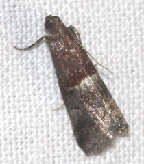 Acrobasis marmorea