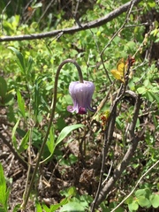 Clematis hirsutissima