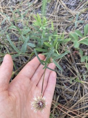 Trifolium eriocephalum