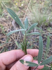 Trifolium eriocephalum