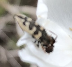 Acmaeodera bowditchi
