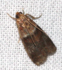 Acrobasis repandana