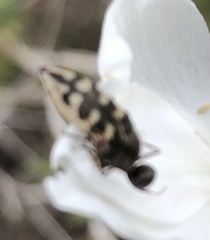 Acmaeodera bowditchi