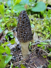 Morchella norvegiensis