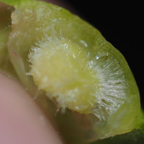 Oak Wart Gall Wasp photo 6
