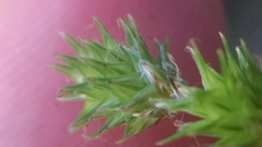 Carex echinodes