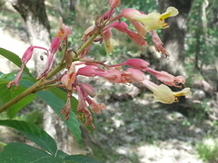 Aesculus pavia flavescens