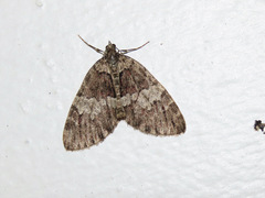 Hydriomena irata