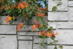 Lonicera ciliosa