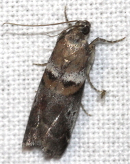 Acrobasis sodalella