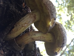Boletus subtomentosus image