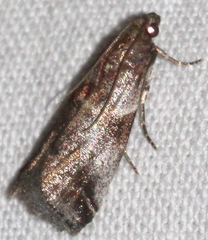 Acrobasis suavella
