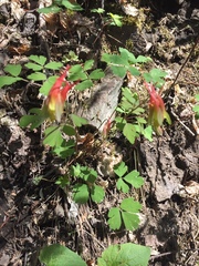 Aquilegia elegantula