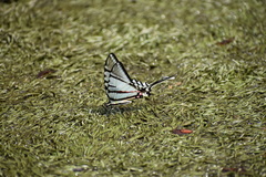 Protographium epidaus epidaus