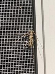 Susuacanga stigmatica