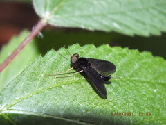 Chrysopilus velutinus