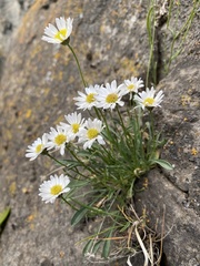 Erigeron cronquistii