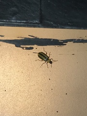 Acalymma trivittatum