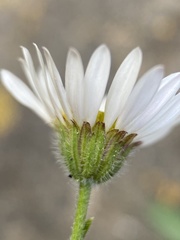 Erigeron cronquistii