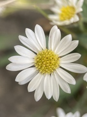 Erigeron cronquistii
