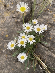 Erigeron cronquistii