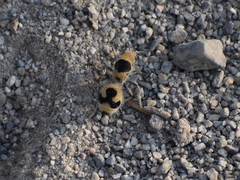 Dasymutilla arachnoides