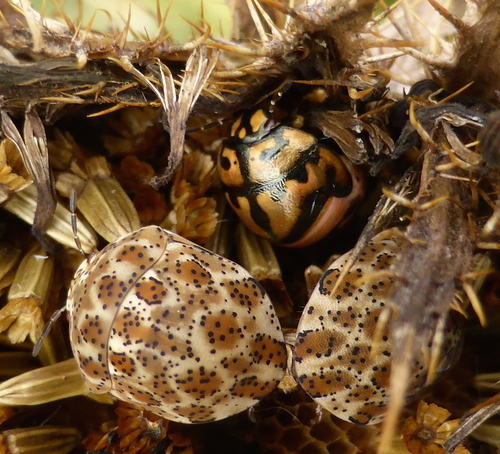 Brownspotted Shield Bug