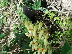 Aesculus pavia flavescens