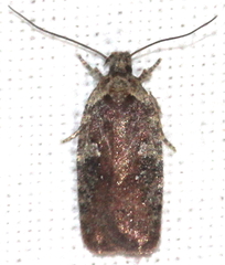 Agonopterix purpurea