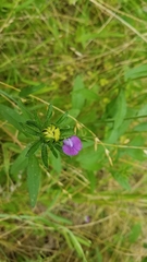 Lathyrus hirsutus