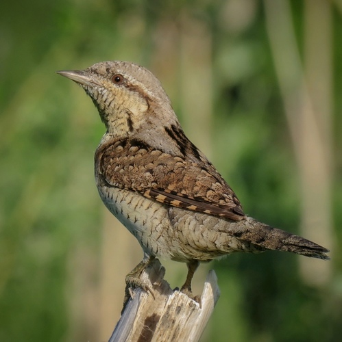 Eurasian Wryneck