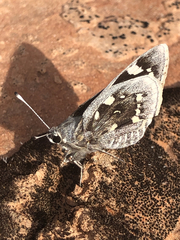 Megathymus streckeri