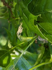 Melikaiella tumifica