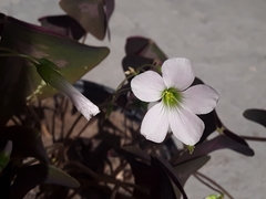 Oxalis triangularis