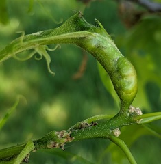 Melikaiella tumifica
